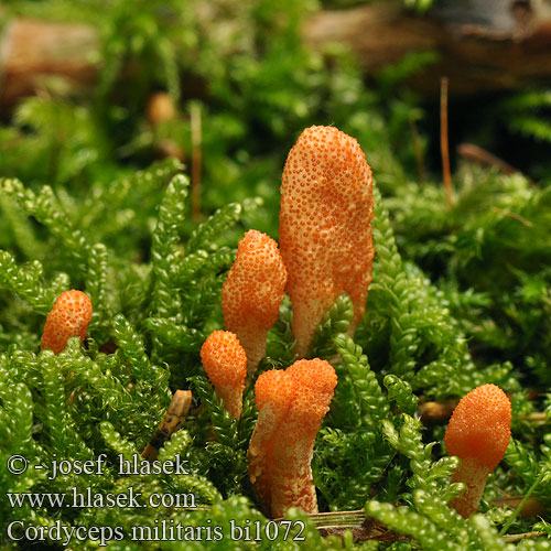 Cordyceps militaris bi1072