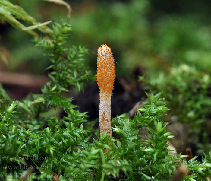 Cordyceps_militaris_bs5625