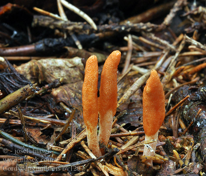 Cordyceps militaire Rupsendoder サナギタケ