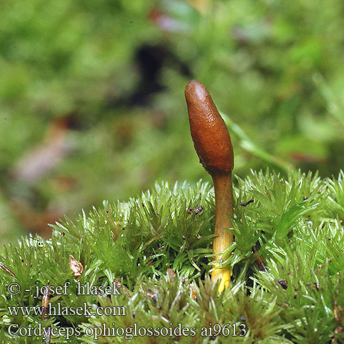 Cordyceps ophioglossoides Housenice cizopasná Maczużnik nasięźrzałowy Slank snyltekølle Zwarte truffelknotszwam ハナヤスリタケ（ Triflaáruló gomba Zungenkernkeule Smal soppklubbe Кордицепс офиоглоссовидный Žezlovka srnko Smal svampklubba Cordiceps faux-ophioglosse