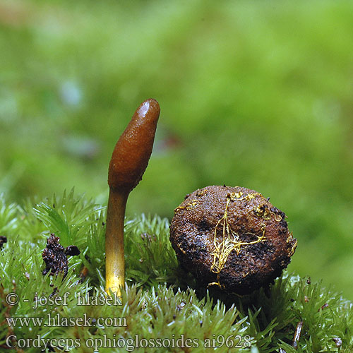 Cordyceps ophioglossoides ai9628