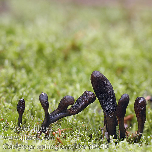 Cordyceps ophioglossoides ai9640