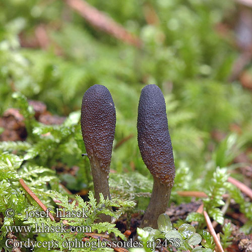 Cordyceps ophioglossoides Zwarte truffelknotszwam ハナヤスリタケ（ Triflaáruló gomba Zungenkernkeule Smal soppklubbe Кордицепс офиоглоссовидный Žezlovka srnko Smal svampklubba Cordiceps faux-ophioglosse Housenice cizopasná Maczużnik nasięźrzałowy Slank snyltekølle