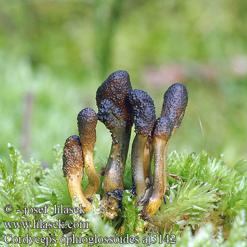 Cordyceps ophioglossoides Zungenkernkeule Smal soppklubbe Кордицепс офиоглоссовидный Žezlovka srnko Smal svampklubba Cordiceps faux-ophioglosse Housenice cizopasná Maczużnik nasięźrzałowy Slank snyltekølle Zwarte truffelknotszwam ハナヤスリタケ Triflaáruló gomba