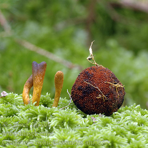 Cordyceps ophioglossoides am0230