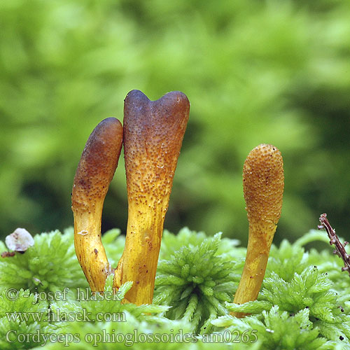 Cordiceps faux-ophioglosse Housenice cizopasná Maczużnik nasięźrzałowy Slank snyltekølle Zwarte truffelknotszwam ハナヤスリタケ Triflaáruló gomba Cordyceps ophioglossoides Zungenkernkeule Smal soppklubbe Кордицепс офиоглоссовидный Žezlovka srnko Smal svampklubba