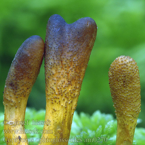 Slank snyltekølle Zwarte truffelknotszwam ハナヤスリタケ Triflaáruló gomba Cordyceps ophioglossoides Zungenkernkeule Smal soppklubbe Кордицепс офиоглоссовидный Žezlovka srnko Smal svampklubba Cordiceps faux-ophioglosse Housenice cizopasná Maczużnik nasięźrzałowy