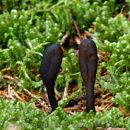 Triflaáruló gomba Cordyceps ophioglossoides Zungenkernkeule Smal soppklubbe Кордицепс офиоглоссовидный Žezlovka srnko Smal svampklubba Cordiceps faux-ophioglosse Housenice cizopasná Maczużnik nasięźrzałowy Slank snyltekølle Zwarte truffelknotszwam ハナヤスリタケ