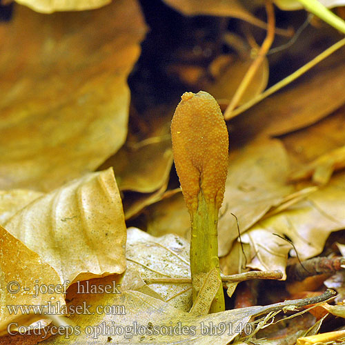 Cordyceps ophioglossoides bh9140