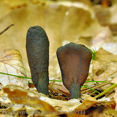 Cordyceps ophioglossoides bh9144