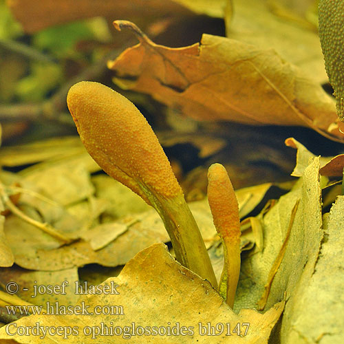 Cordyceps ophioglossoides bh9147