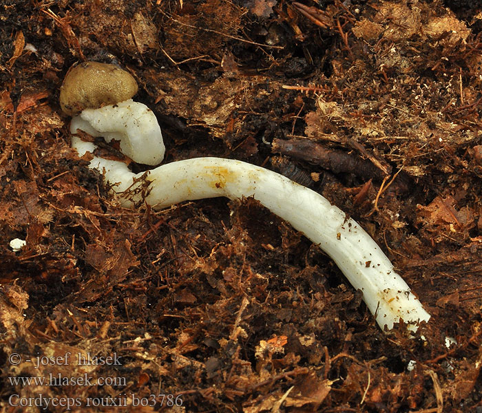 Cordyceps rouxii Elaphocordyceps Housenice Rouxova Žezlovka Rouxova