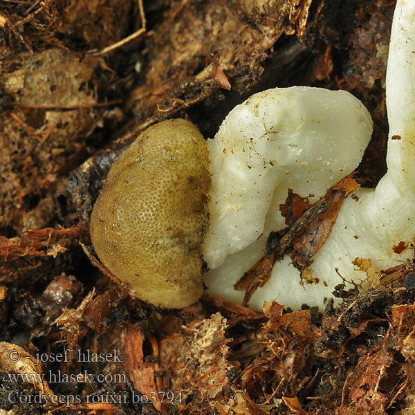 Cordyceps rouxii Elaphocordyceps Housenice Rouxova Žezlovka Rouxova