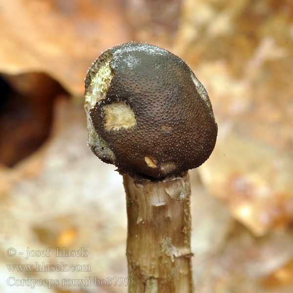 Cordyceps rouxii Elaphocordyceps Housenice Rouxova Žezlovka Rouxova