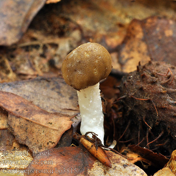 Elaphocordyceps Cordyceps rouxii Housenice Rouxova Žezlovka Rouxova