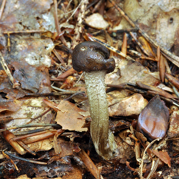 Elaphocordyceps Cordyceps rouxii Housenice Rouxova Žezlovka Rouxova