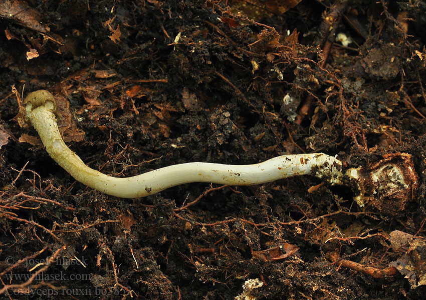 Elaphocordyceps rouxii Housenice Rouxova Žezlovka Rouxova