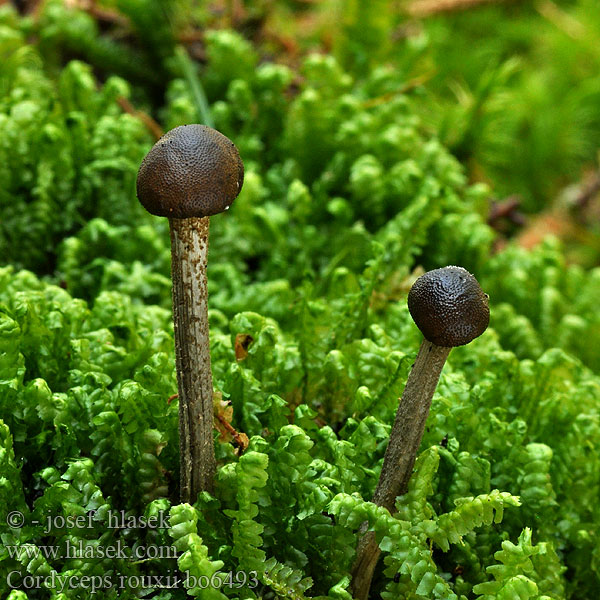 Elaphocordyceps Cordyceps rouxii Housenice Rouxova Žezlovka Rouxova