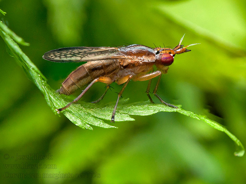 Coremacera marginata Melierte Schneckenfliege