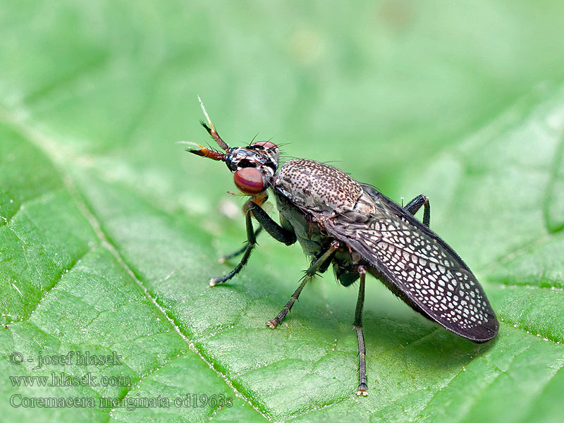 Melierte Schneckenfliege Coremacera marginata