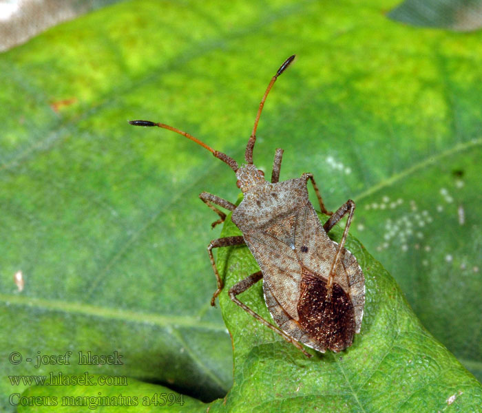 Coreus marginatus Vroubenka smrdutá