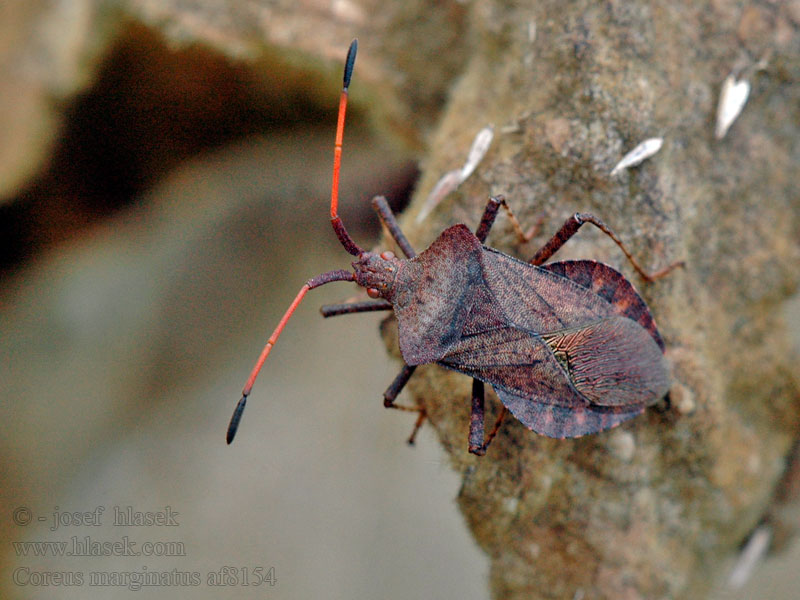 Coreus marginatus Lederwanze