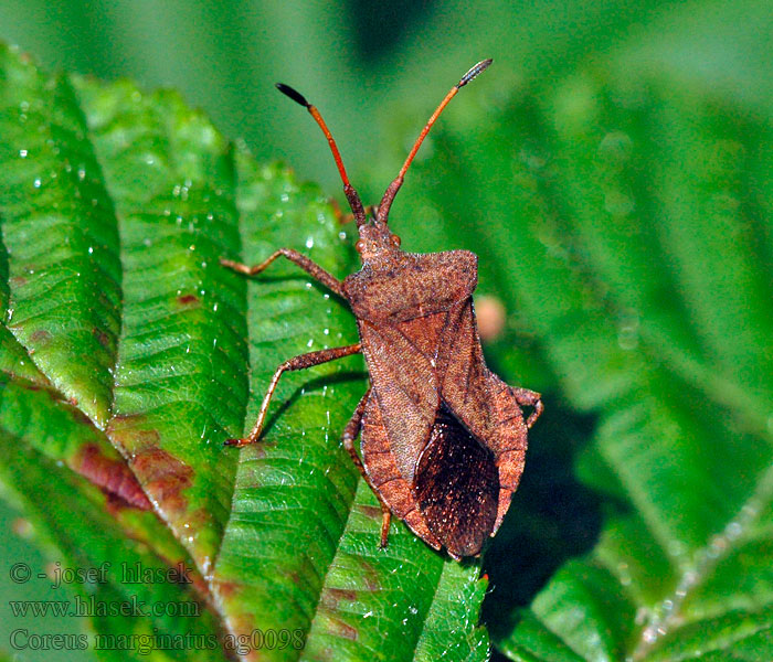 Coreus marginatus Wtyk straszyk