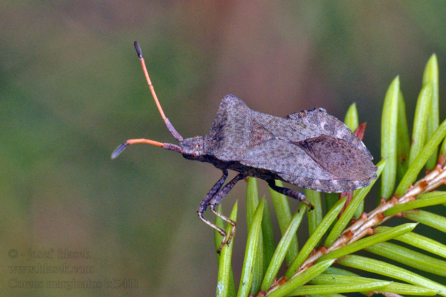 Coreus marginatus Краевик окаймлённый