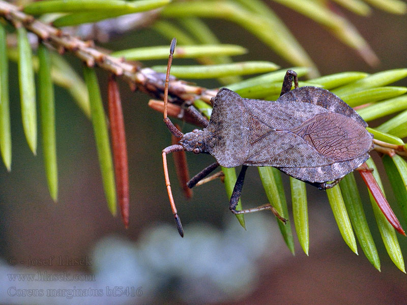 Coreus marginatus Zuringwants Obrubnica šťaveľová