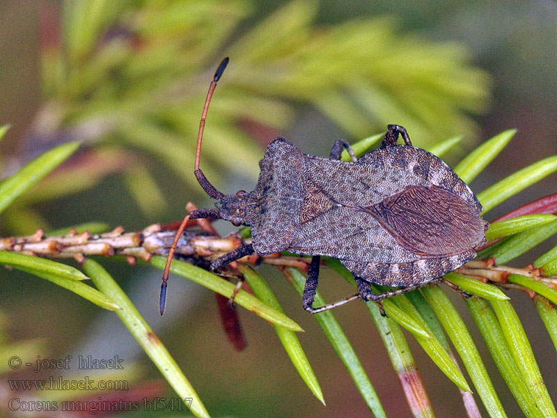 Vroubenka smrdutá Coreus marginatus