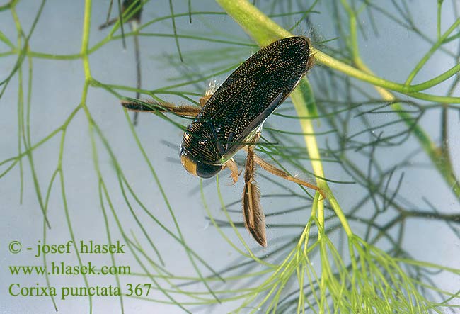 Corixa punctata Nagy búvárpoloska Kliešťovka veľká