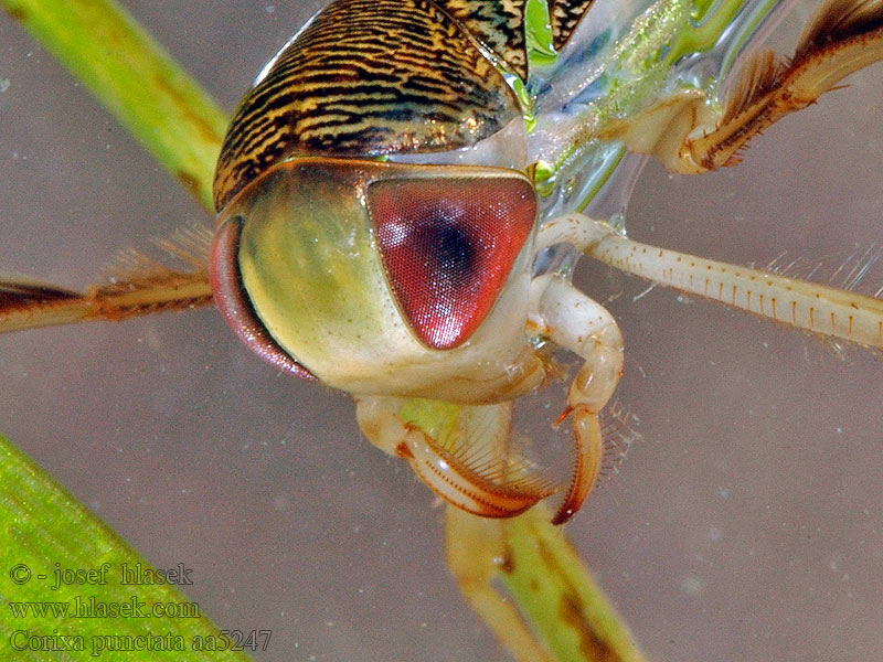 Corixa punctata Gestippelde duikerwants Lesser water boatman