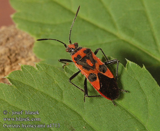 Corizus hyoscyami Vroubenka červená