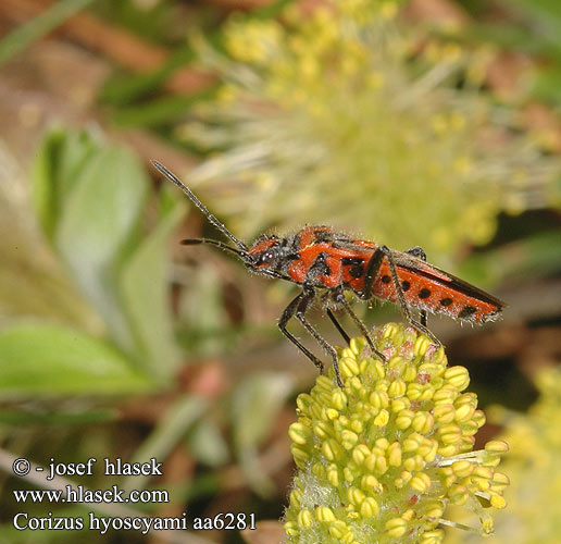 Corizus hyoscyami Булавник беленовый