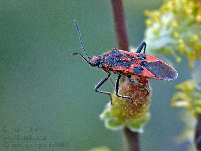 Vroubenka červená Corizus hyoscyami