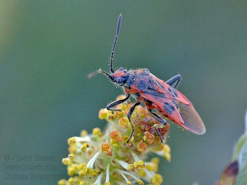 Zimtwanze Glinik lulkarz Corizus hyoscyami