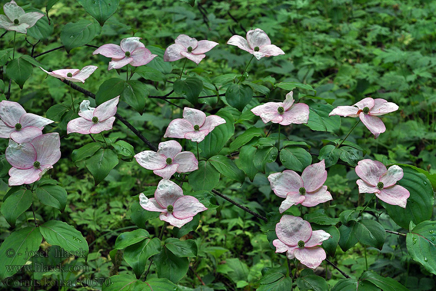 Cornus kousa Dřín japonský Dereń kousa Cornouiller Japon