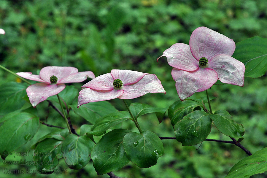 Cornus kousa Asiatischer Blüten-Hartriegel Chinese dogwood 四照花