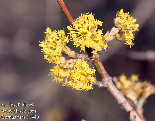 Cornus mas Cornouiller mâle Gele kornoelje Drieň obyčajný