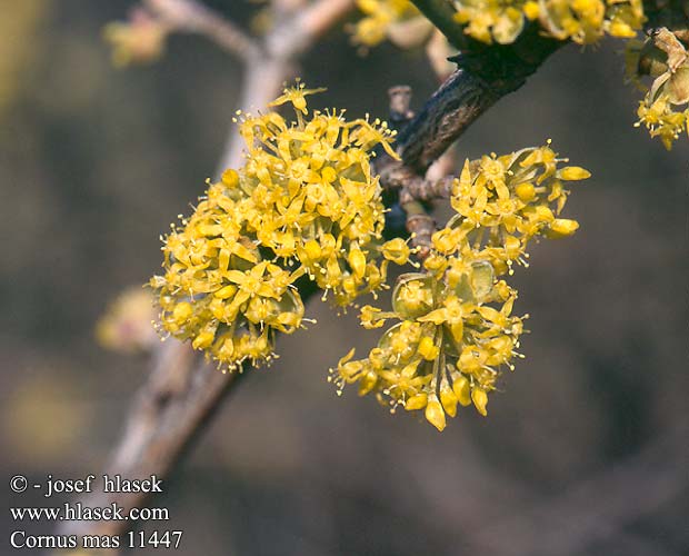 Cornus mas Kirsebær-Kornel Thana Kızılcık Дерен справжній