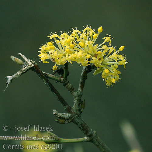 Cornus mas European Cornel Karneca kornuso Cornouiller mâle