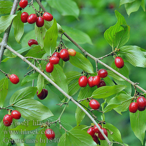 Cornilho Corn arbust Körsbärskornell Cornus mas European Cornel