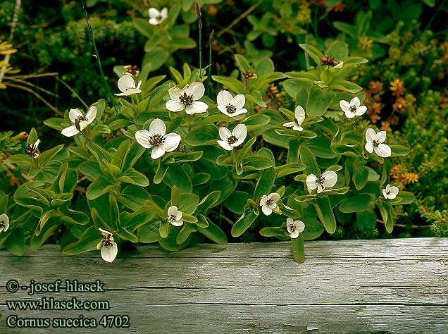 Cornus suecica Dwarf Cornel Honsebar Ruohokanukka Ruohokannukka