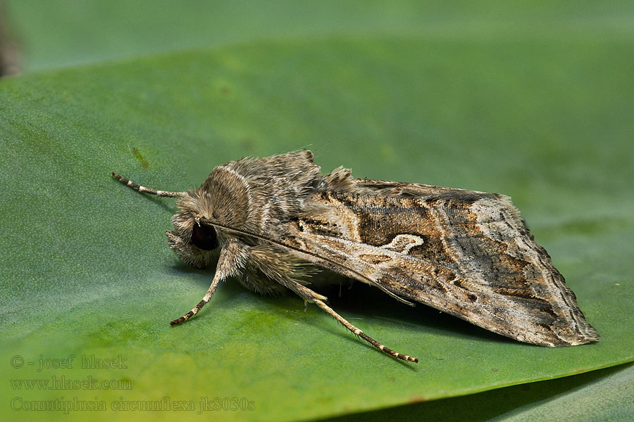 Cornutiplusia circumflexa