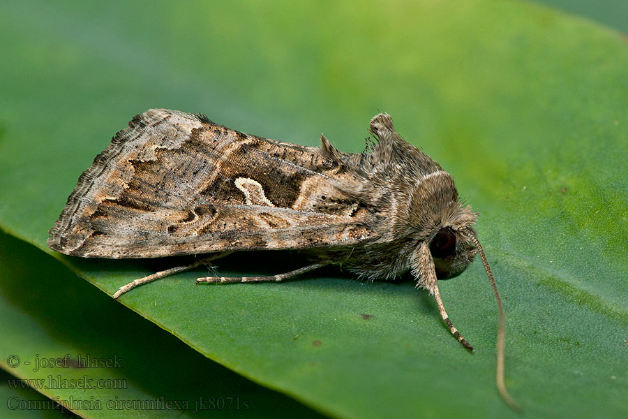 Marmormetallfly Cornutiplusia circumflexa