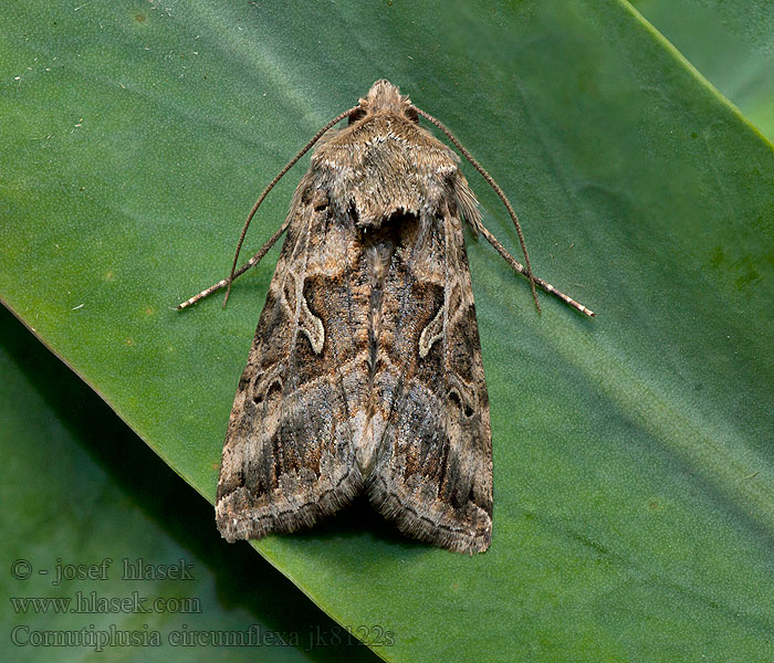 Essex y Marmormetallfly Cornutiplusia circumflexa