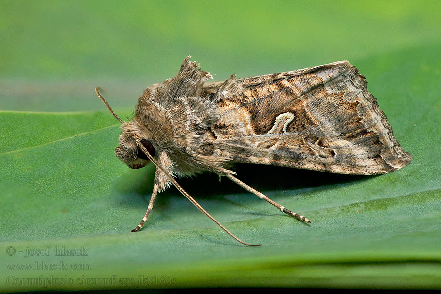 Cornutiplusia circumflexa Marmormetallfly