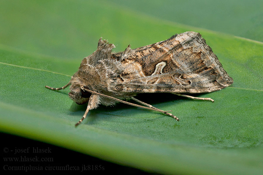 Cornutiplusia circumflexa Essex y Marmormetallfly