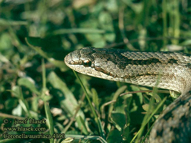 Coronella austriaca Glattnatter Schlingnatter Haselnatter Kupfernatter Smooth Snake