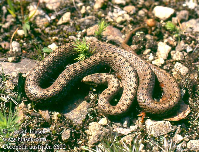 Smooth Snake Culebra lisa europea Colubro liscio Užovka hladká